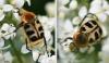 Trichius gallicus